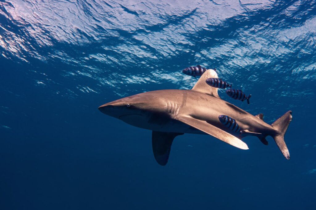 grey shark under water during daytime