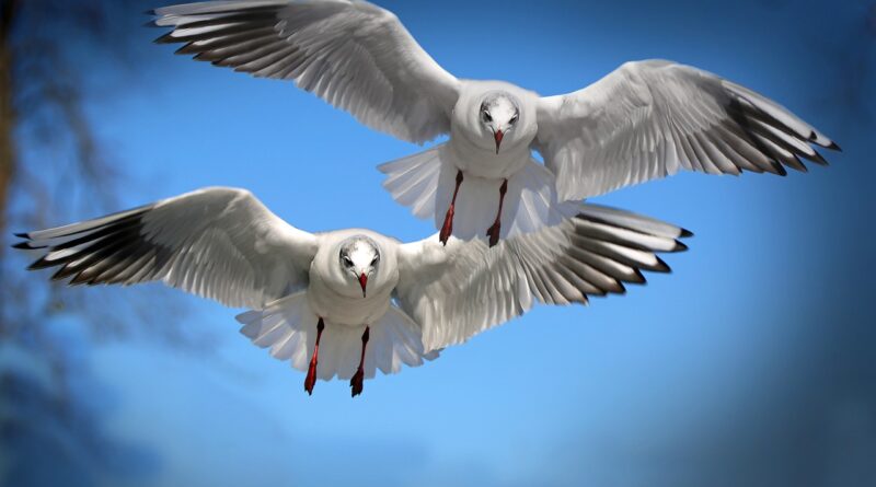 seagulls, pair, flight