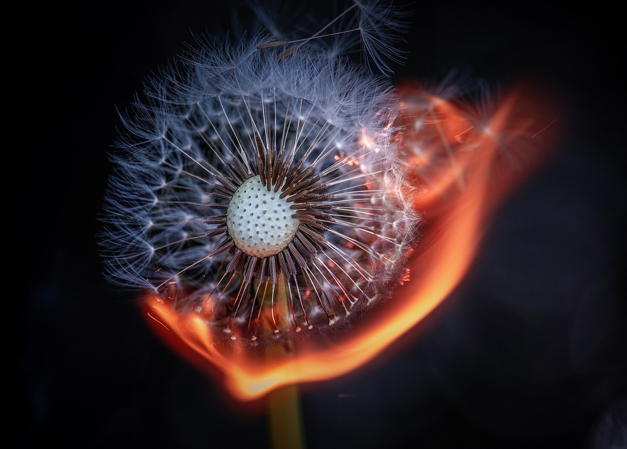 dandelion, flower, fire