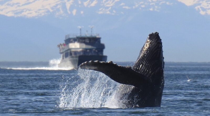humpback, whale, breeching