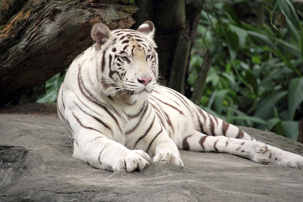 bengal tiger, white tiger, animal