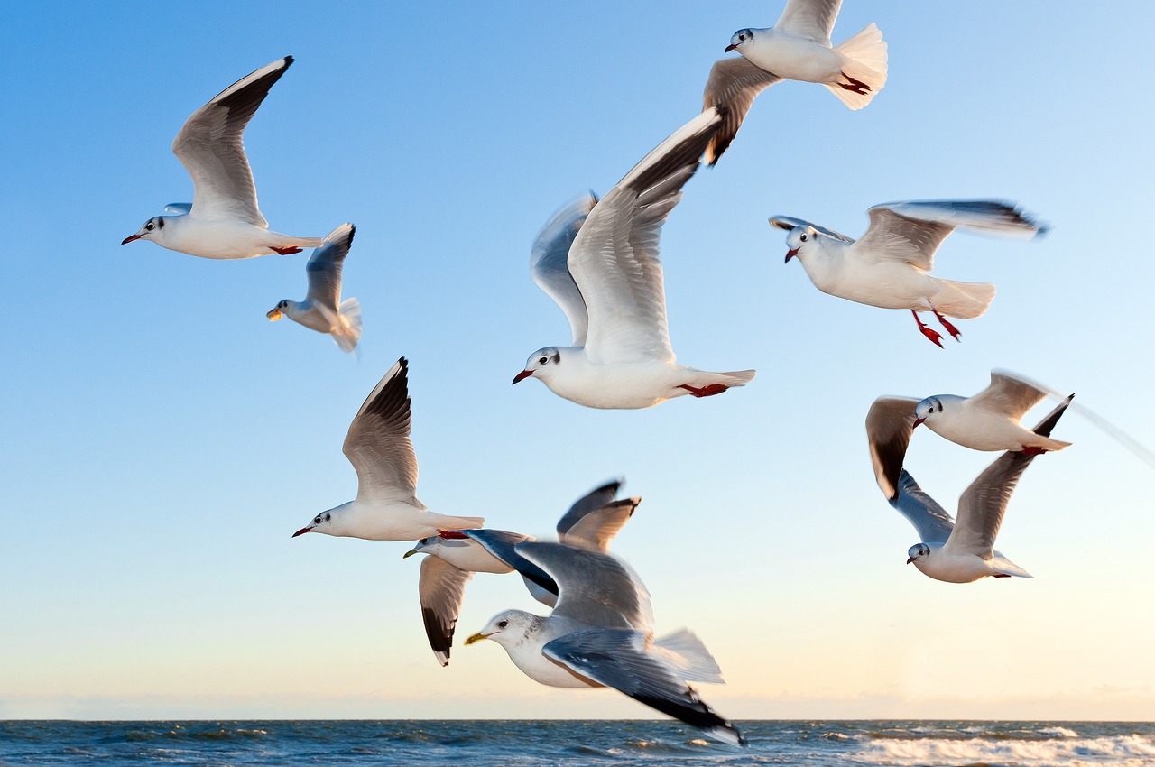 gulls, birds, flying