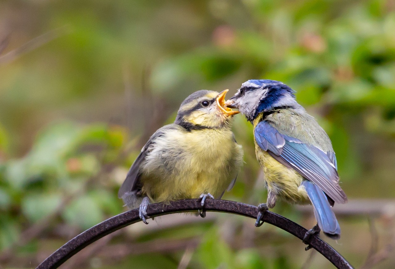 feeding fledgling blue tit, fledgling blue tit, baby blue tit