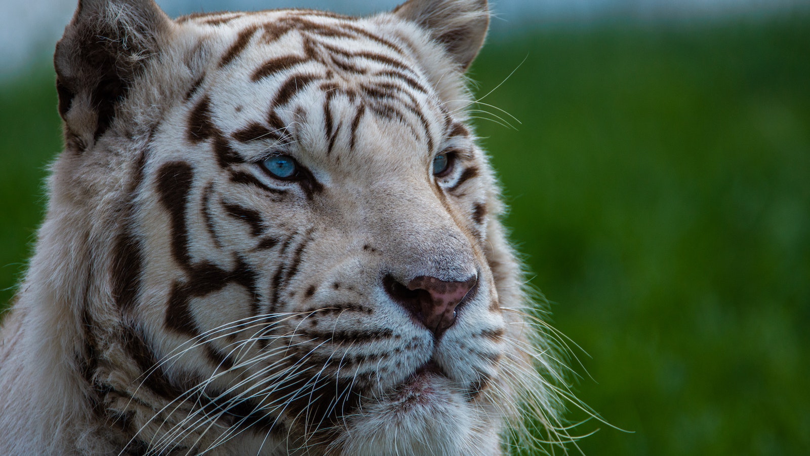 Close Up Photo of a Tiger