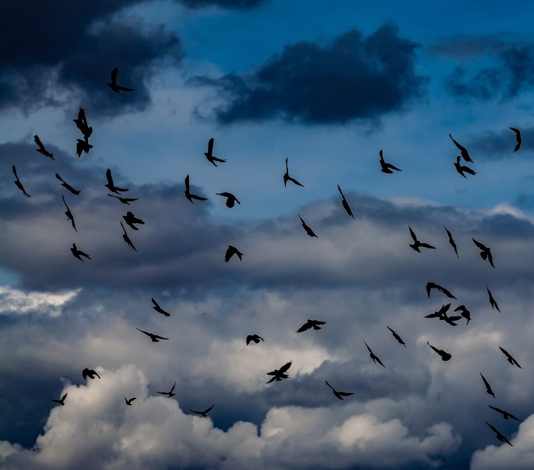 crows, flying, flock of crows