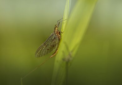mayfly, insect, grass