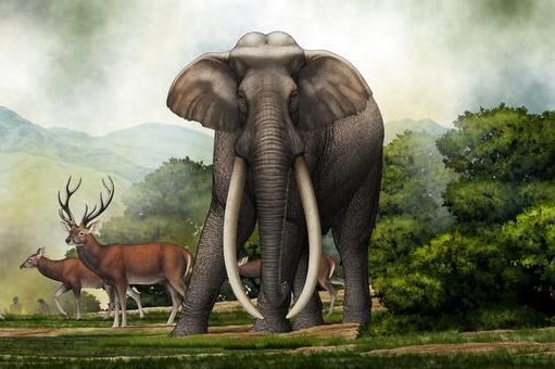 Vědci zkoumali kamenné nástroje, kostěné šupiny a vzácné pozůstatky slonů na nalezišti ze středního pleistocénu. Jejich zjištění vrhají světlo na vývoj obřích slonů i lidí.