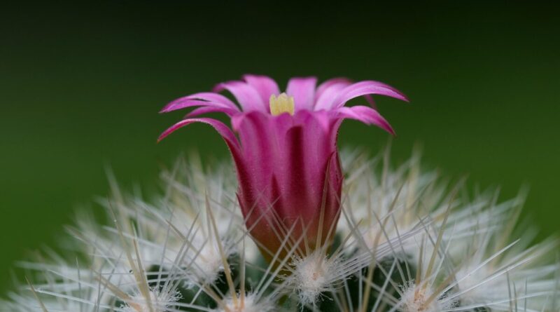 cactus, pink flower, plant, blossom, houseplant, nature, cactus, cactus, cactus, cactus, cactus