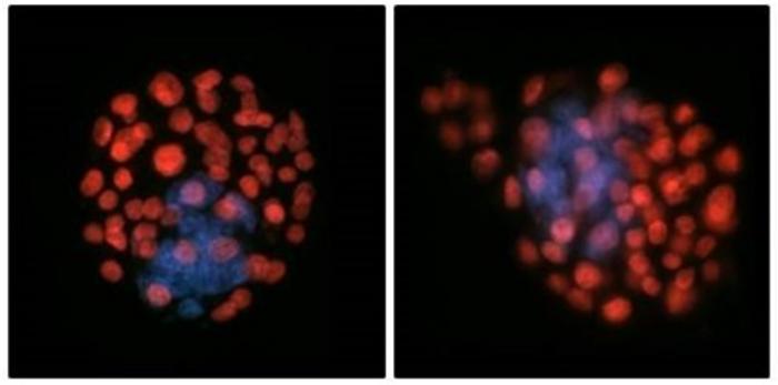 Vystavení nulové gravitaci zřejmě ovlivnilo počet fetálních buněk v embryu.