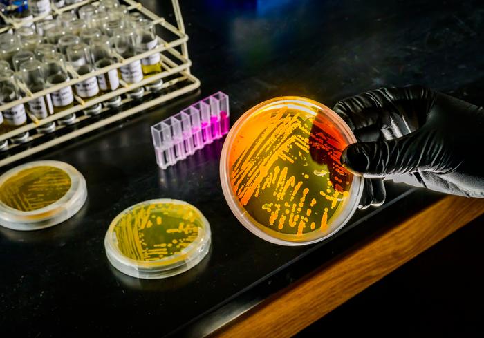 Kultura Nitrosopumilus maritimus