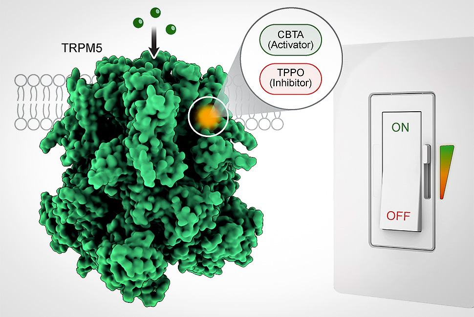 Tato ilustrace ukazuje, jak kanál TRPM5 funguje jako kontrolní stanoviště s dvojím účelem. 