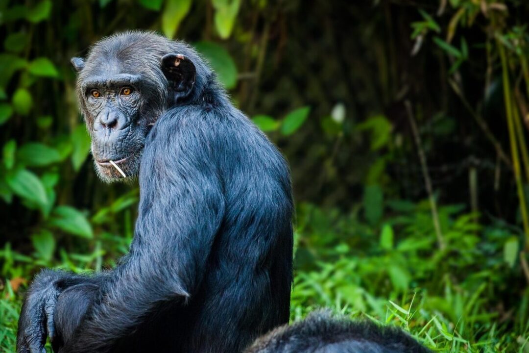 chimpanzee, monkey, ape, nature, primate, fur, animal, zoo, fauna