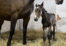 První klonované hříbě úspěšného sportovního koně
