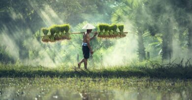 agriculture, asia, cambodia, grain, cultivate, cultivating, farmer, farmland, food, grass, indonesian, malaysia, myanmar, burma, nature, people, plant, rice, countryside, thailand, vietnamese, man, green nature, green food, green grass, green plant, green rice, green farmer, green plants, green natural, cambodia, farmer, farmer, farmer, farmer, farmer, malaysia, rice