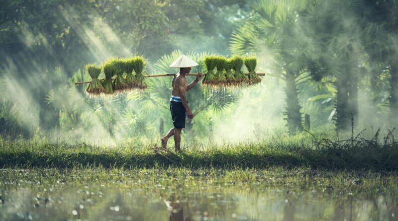 agriculture, asia, cambodia, grain, cultivate, cultivating, farmer, farmland, food, grass, indonesian, malaysia, myanmar, burma, nature, people, plant, rice, countryside, thailand, vietnamese, man, green nature, green food, green grass, green plant, green rice, green farmer, green plants, green natural, cambodia, farmer, farmer, farmer, farmer, farmer, malaysia, rice