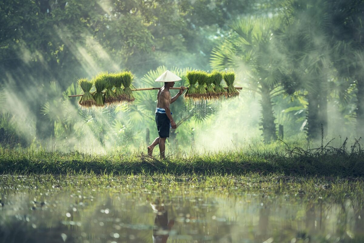 agriculture, asia, cambodia, grain, cultivate, cultivating, farmer, farmland, food, grass, indonesian, malaysia, myanmar, burma, nature, people, plant, rice, countryside, thailand, vietnamese, man, green nature, green food, green grass, green plant, green rice, green farmer, green plants, green natural, cambodia, farmer, farmer, farmer, farmer, farmer, malaysia, rice