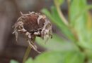 dry plant, dry flower, dry, fall, autumn, garden, nature
