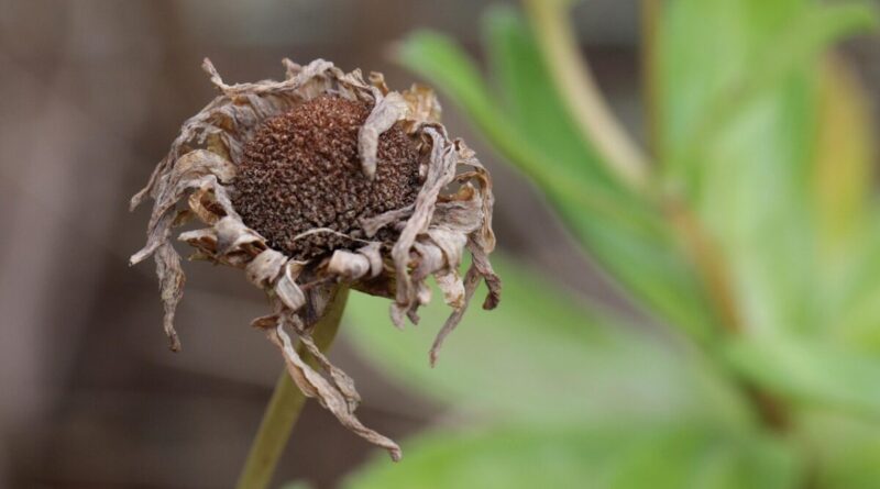 dry plant, dry flower, dry, fall, autumn, garden, nature
