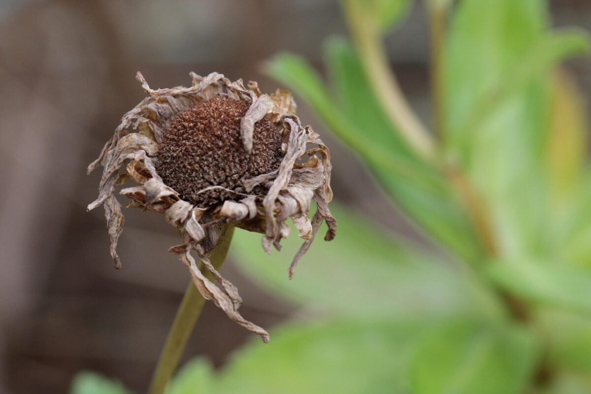 dry plant, dry flower, dry, fall, autumn, garden, nature