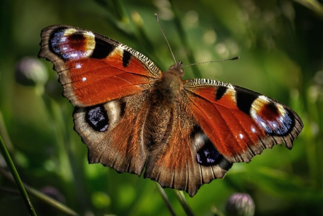 peacock butterfly, butterfly, insect, wildlife, animal, closeup, nature, wing, colorful, wild, color, natural, vivid, green butterfly, green color