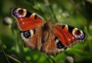 peacock butterfly, butterfly, insect, wildlife, animal, closeup, nature, wing, colorful, wild, color, natural, vivid, green butterfly, green color