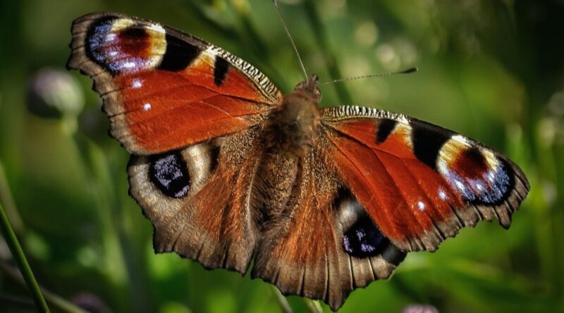peacock butterfly, butterfly, insect, wildlife, animal, closeup, nature, wing, colorful, wild, color, natural, vivid, green butterfly, green color