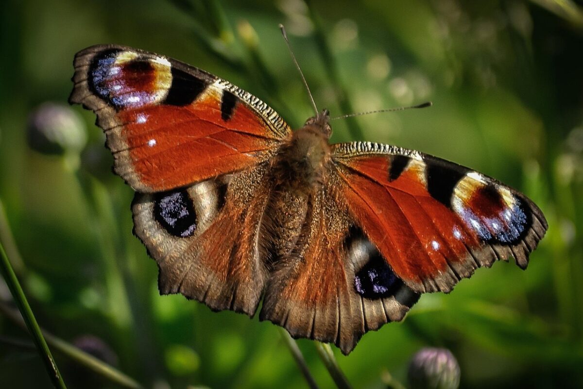 peacock butterfly, butterfly, insect, wildlife, animal, closeup, nature, wing, colorful, wild, color, natural, vivid, green butterfly, green color